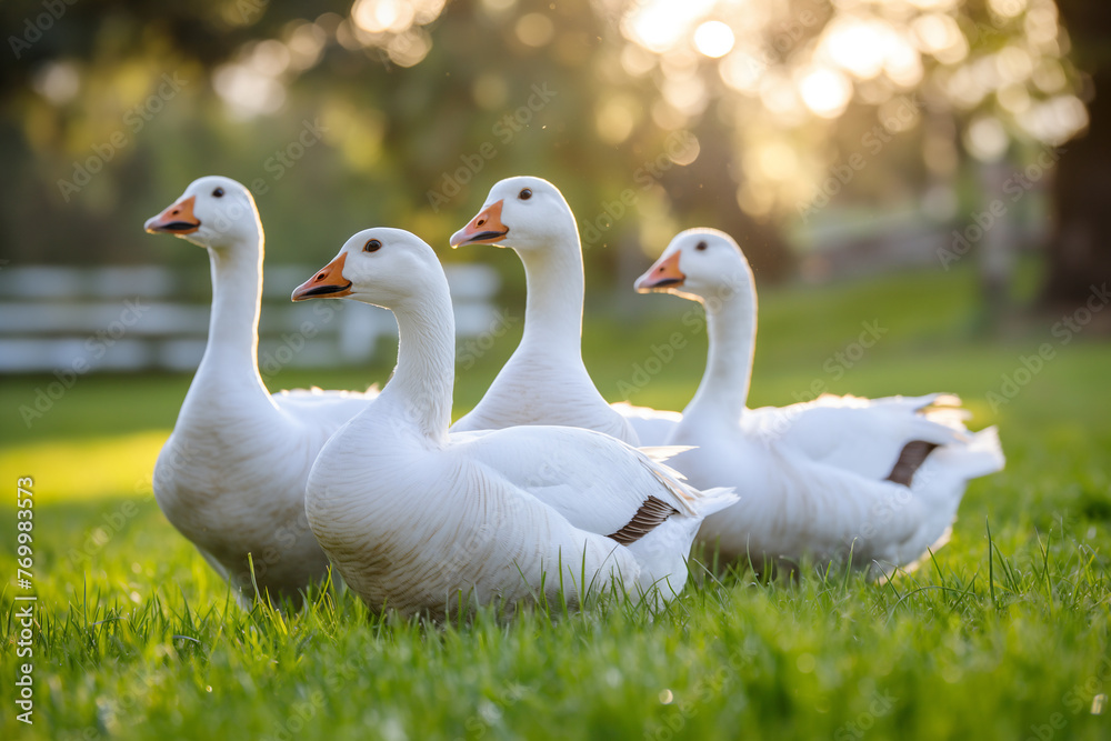 Group of white geese on meadow. Poultry farming and rural life concept. Design for lifestyle magazines, farming educational materials, and eco-tourism promotion. Banner with copy space.