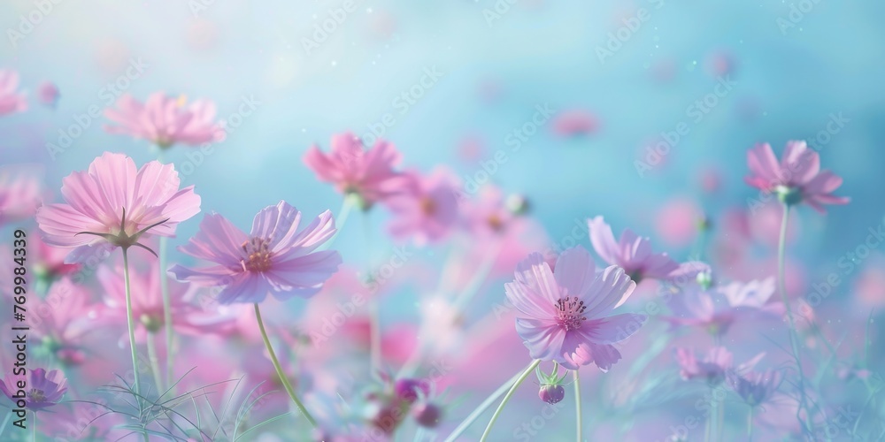 Bloom Flower. Beautiful Blue Cosmos Blossom in Autumn Garden Background