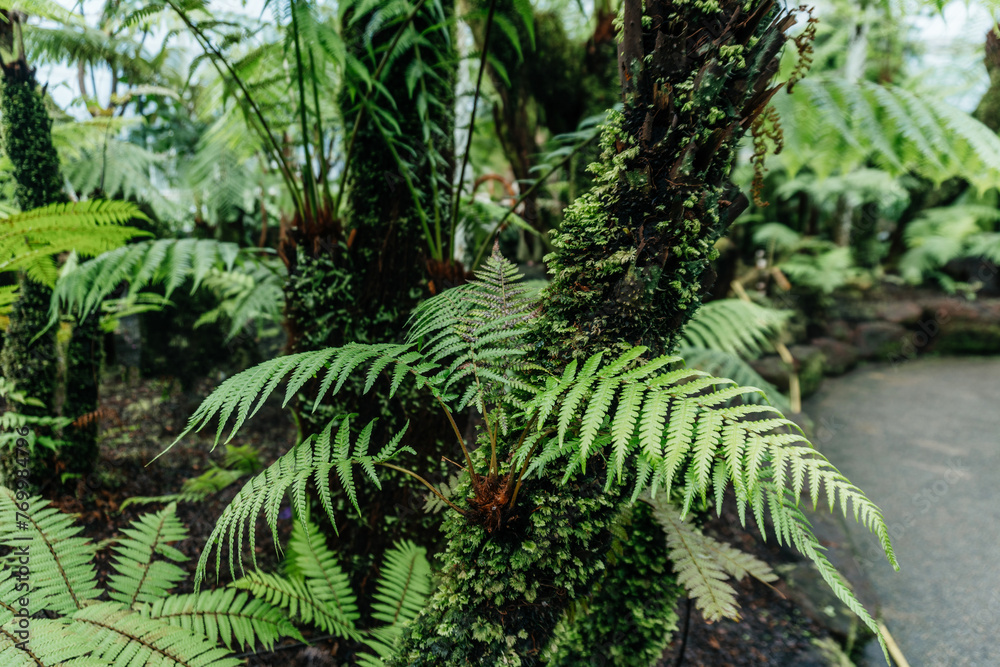 Lush Green Ferns Growing on Mossy Tree Lush Green Ferns Growing on Mossy Tree