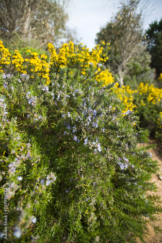 flowers in the park  Broom and rosemary flowering in Mediterranean countryside, Sardinia, Italy