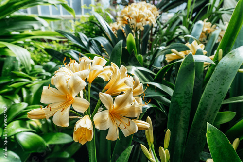 Fototapeta Naklejka Na Ścianę i Meble -  Creamy Yellow Clivia Flowers in Lush Garden