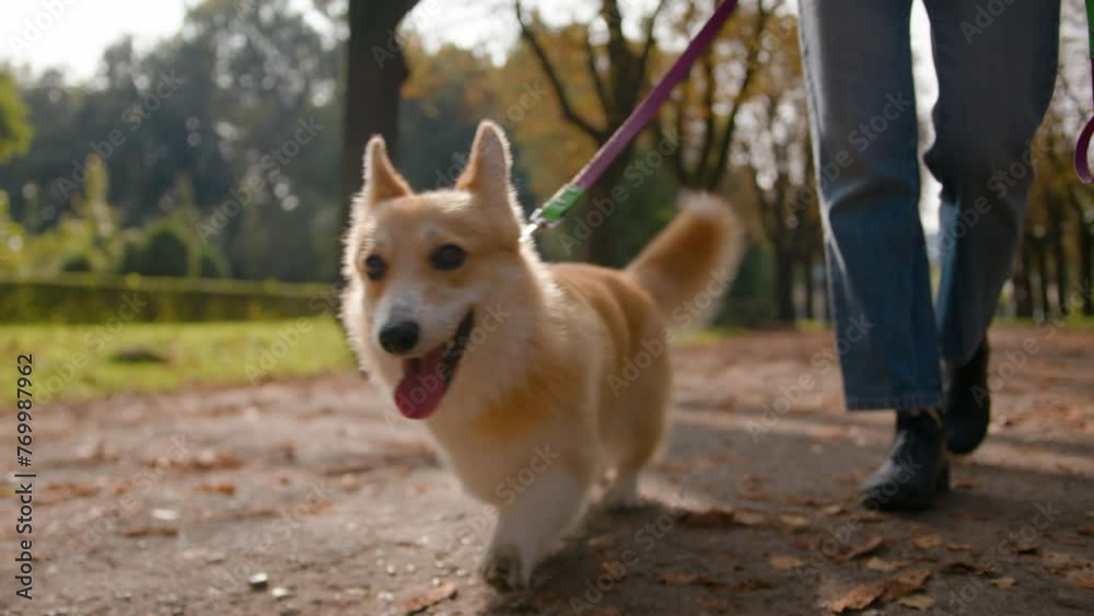 Close up small friend lovely puppy welsh corgi pembroke dog going on leash in park outdoors female legs unrecognizable woman handler owner walking with happy furry fluffy little pup in city love pet Close up small friend lovely puppy welsh corgi pembroke dog going on leash in park outdoors female legs unrecognizable woman handler owner walking with happy furry fluffy little pup in city love pet