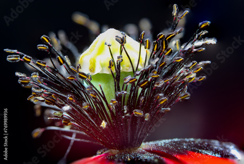 Macrophotography of red poppy fillets, anthers and stamens. photo