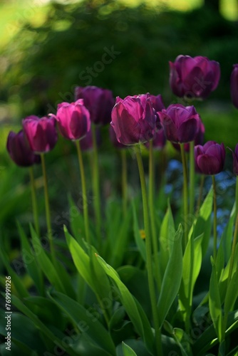 Purple tulips on bokeh green garden background  blooming tulips spring background  sunlight  selective focus  manual helios lens.