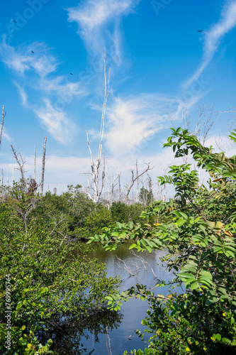 Invasive species remediation 