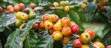   A close-up of coffee beans on a coffee tree with green leaves and red/yellow berries