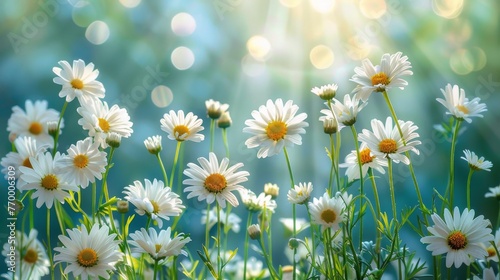 White Daisies Blooming in Field