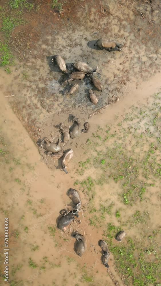 Top view of water buffaloes bathing in mud in agricultural field, Vietnam. Top view of water buffaloes bathing in mud in agricultural field, Vietnam.