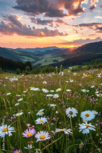 Field of Wildflowers at Sunset