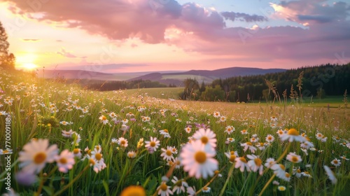 Field of Daisies During Sunset