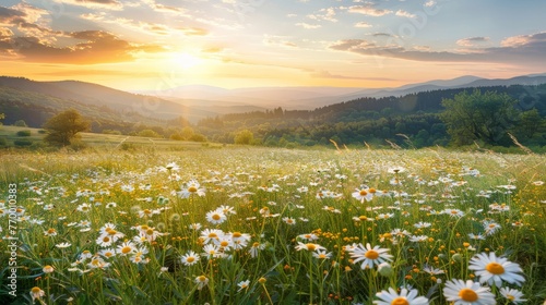 Field of Daisies at Sunset photo