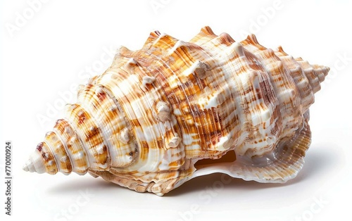 Ridges of the Sea Seashell with a Glossy Finish Isolated on White Background.