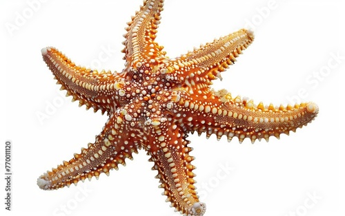 Underwater Wonder Starfish with Raised Sections Isolated on White Background.