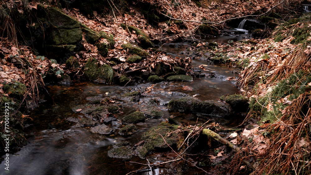 Forest stream. Forest river. Dark forest. Forest stream. Forest river. Dark forest.