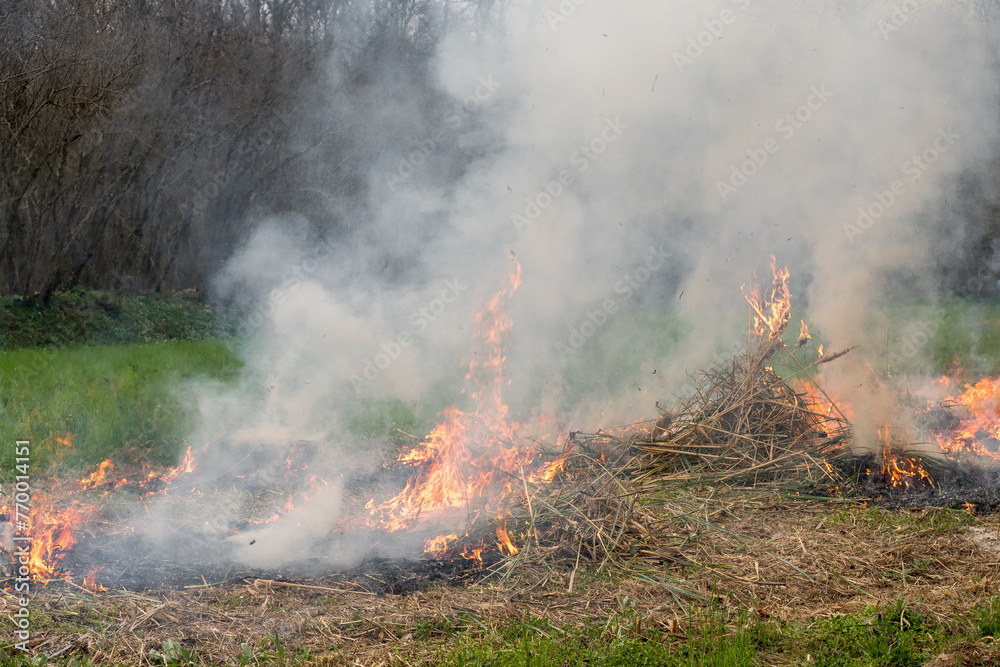 Small fire spreads in a field of dry grass. Nature on fire, front view. Daily shot. Forest fire flames, smoke clouds, grass fire in field.