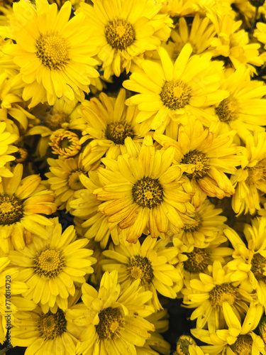 Yellow chrysanthemum flowers blooming in garden. Spring flowers as background