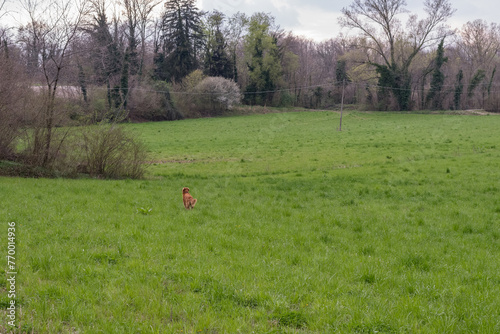Dog In the distance into expanse of green grass. Green grass in foreground and the forest in background. Wild meadow green grass and no people.