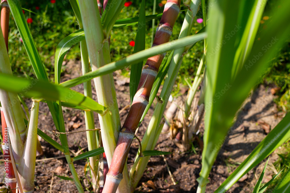 Obraz premium Sugar cane plant in the garden