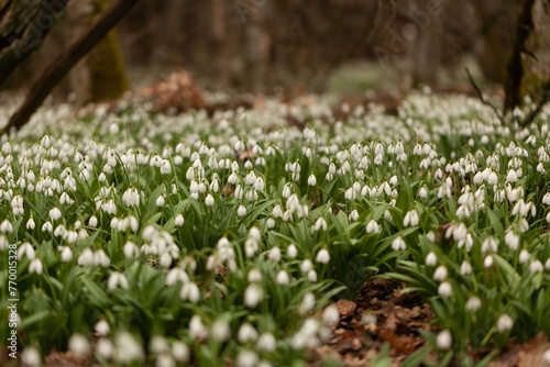 First spring white flowers in a forest