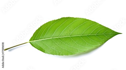 A single green ash leaf lies on a white surface.