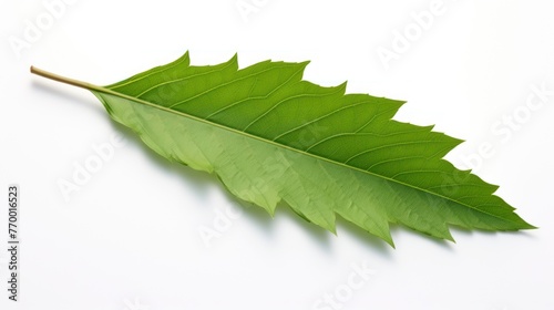 One ash leaf on a white background.