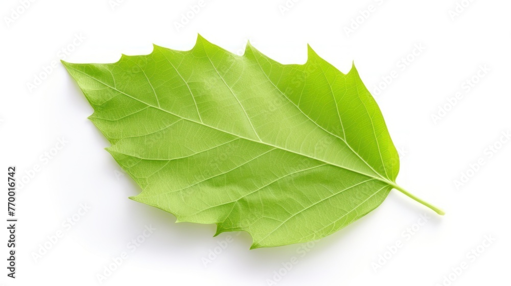 One green poplar leaf is displayed on a white background. - obrazy, fototapety, plakaty 