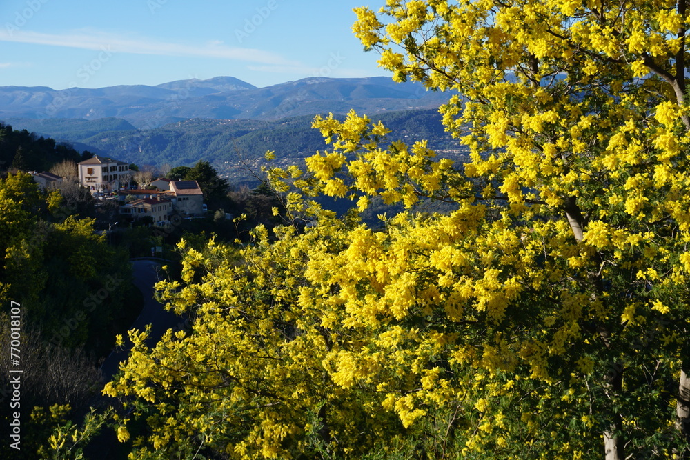 landscape with blooming yellow mimosas flowers in the hills in southern France