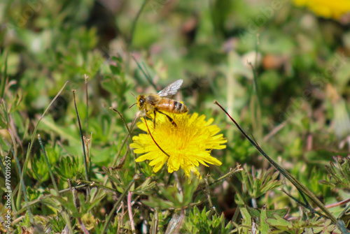 Honey Bee Pollinating Dandelion
