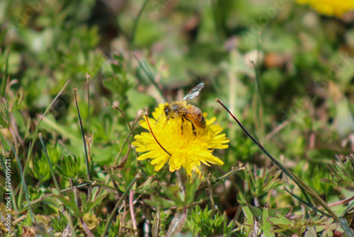 Honey Bee Pollinating Dandelion