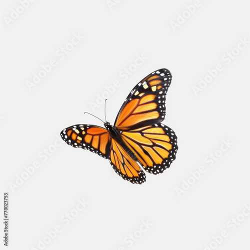 Beautiful Monarch Butterfly Flying On A White Background, Orange And Black Wings Opened, Macro © Rafael