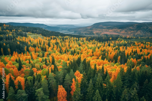 Expansive view of a dense forest in autumn with vibrant orange and yellow foliage under an overcast sky © Ilia
