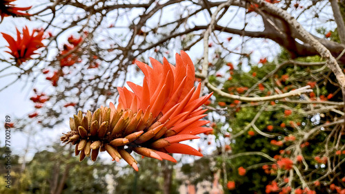 Beautiful flower of the coral tree (Erythrina lysistemon) close up view. photo