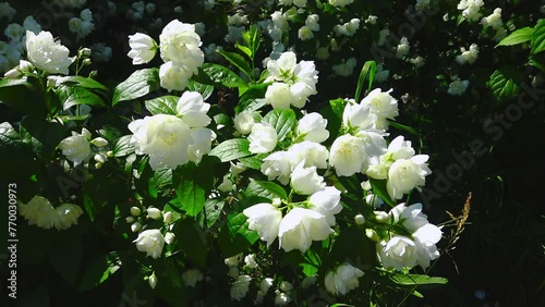 White flowers garden jasmine, mock orange in the botanical garden