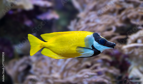 The foxface rabbitfish (Siganus vulpinus) a species of fish found at reefs and lagoons in the tropical Western Pacific