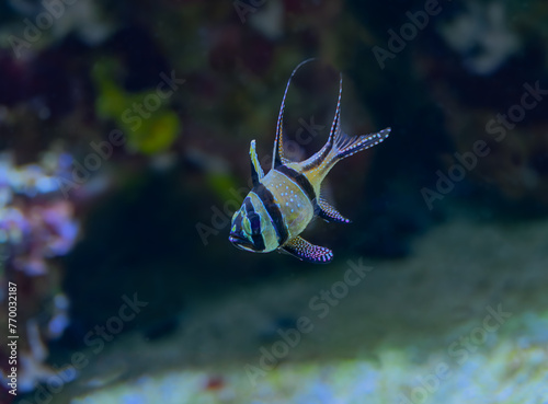 Banggai Cardinalfish Pterapogon kauderni adult
