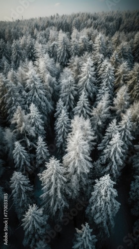 Aerial view of snow-covered forest