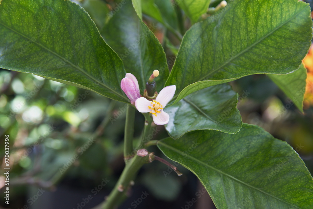 Blossom of lemon tree, Blossom of lemon tree,