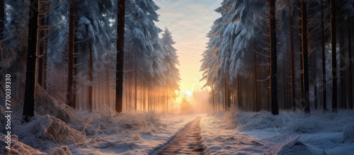 The sunlight filters through the snowy forest trees, creating a breathtaking atmosphere in the natural landscape with freezing temperatures