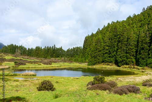 Serene coniferous forest at Lagoa do Negro, Terceira Island, Azores. Majestic trees and tranquil waters offer a peaceful escape. 