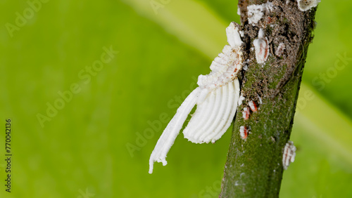 Aphid. Detailed shot of an aphid on a green leaf. Mealybug on leaf figs. Plant aphid insect infestation