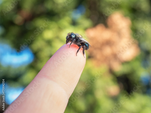 Blue Orchard Mason Bee Female, Osmia lignaria, on Human Finger