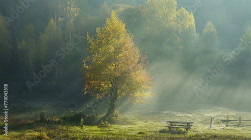  A hazy meadow, dotted with trees, benches under a warm sun's rays