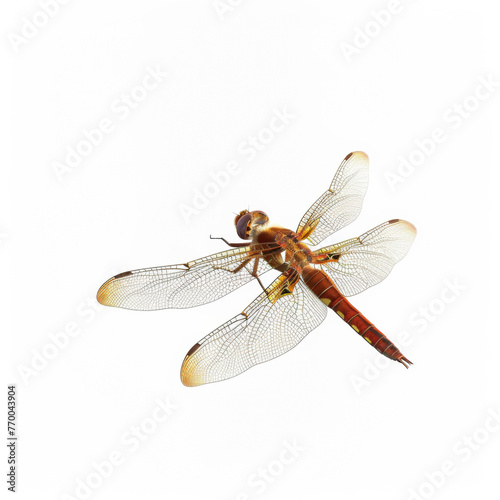 Orange Dragonfly Flying, Isolated On a White Background, Transparent Wings With Orange On The Tips, Top View