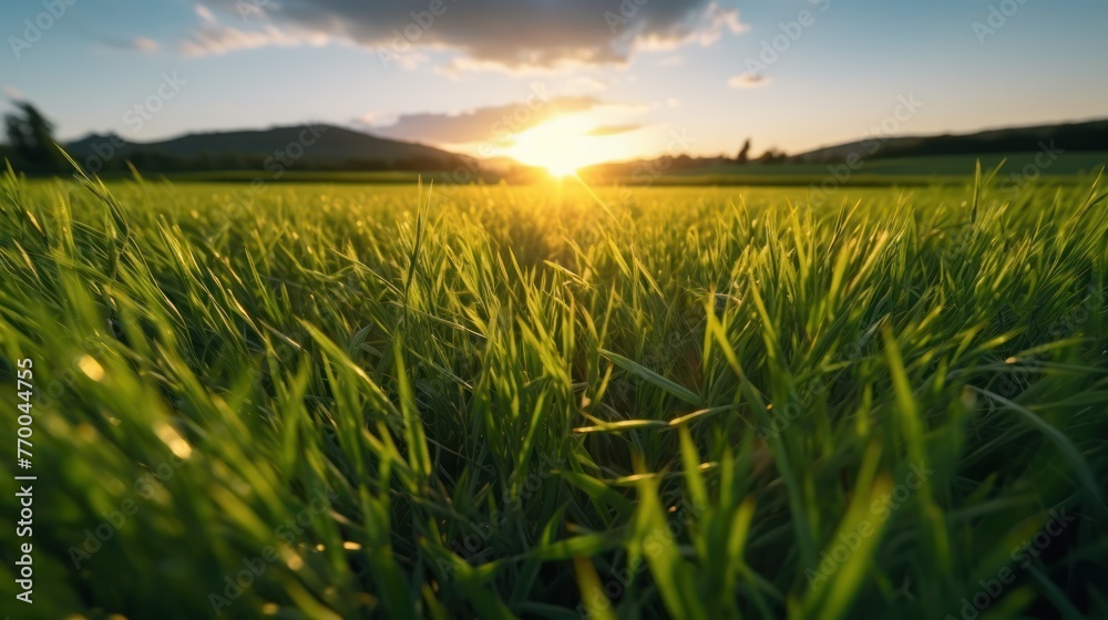 Grass on the field during sunrise. Agricultural landscape
