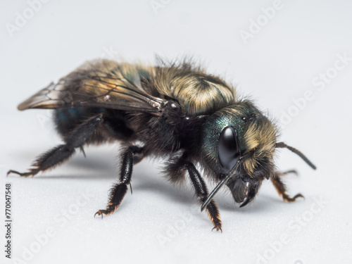 Blue Orchard Mason Bee Female, Osmia lignaria, on White Background Macro