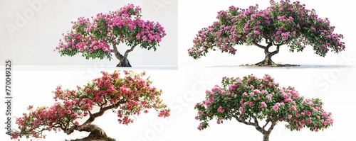 A large Bonsai Flower tree Isolated tree in bloom with white flowers and green leaves, set against a natural forest background, illustrating the beauty of spring and summer seasons © jackfrost_studio