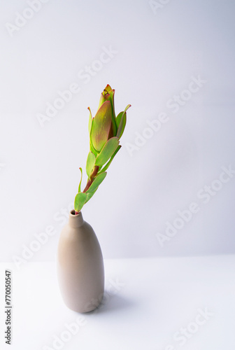 green leaf, plant, rose in vase on white background  (ID: 770050547)