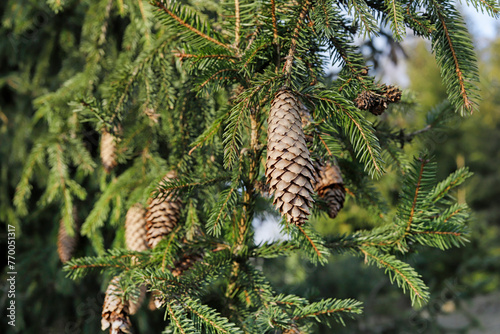 Branch of fir with big cones.