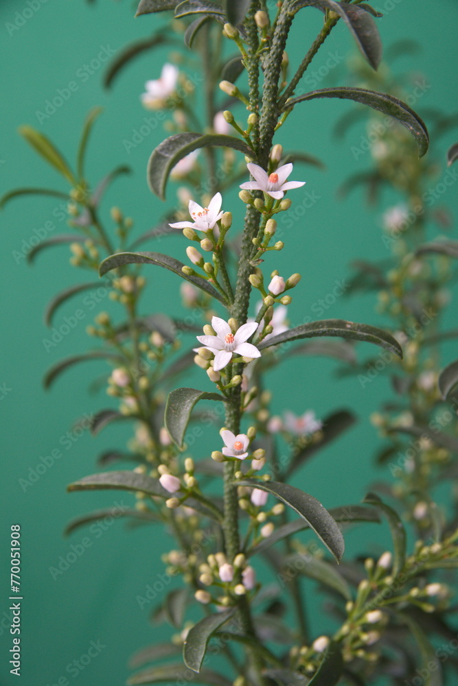 Obraz premium Philotheca myoporoides in bloom, Eriostemon myoporoides, long-leaf wax flower, on green background