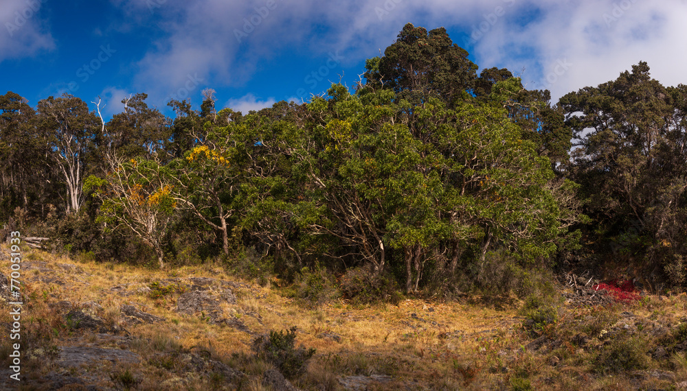 old growth hawaii old growth hawaii